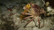 Case of the Sponge 