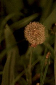 Poster for Night Garden