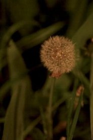 Poster Night Garden 2019