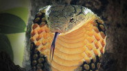 Cobra King