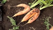 From Waste Produce to Future Food: Vegetable Sheet Creator - Keisuke Soda