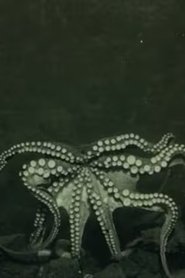 Poster La vita negli abissi del mare: Molluschi 1914