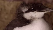 If I Were a Guillemot