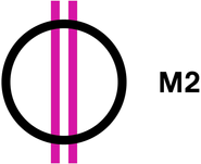 M2
