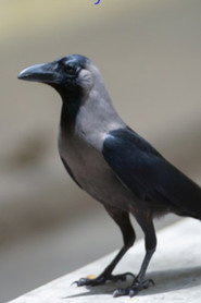 Crow poster