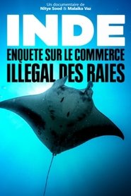 Inde - Enquête sur le commerce illégal des raies streaming