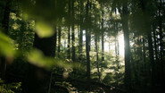 Secrets of the Forest