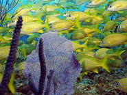 Episode 5: Bahamas: Exuma Cays