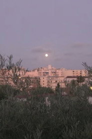 By the Olive Trees and the Moon