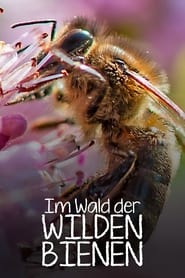 Poster Im Wald der wilden Bienen