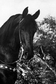Black Jack