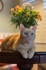 Murphy the Cat is Murphy the Cat