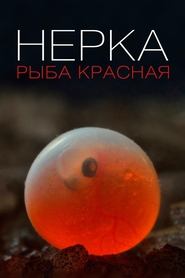 Нерка. Рыба красная