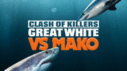Clash of Killers: Great White vs. Mako