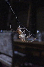 The Amazing Spider House‎