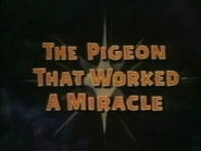 The Pigeon That Worked a Miracle