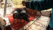 Episode 2: Pigs Prosciutto and Offal