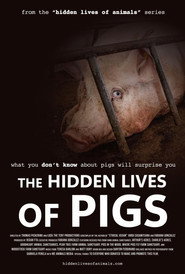 The Hidden Lives of Pigs