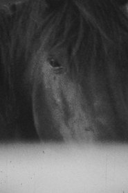 Poster Darkness 2013 Poster Darkness 2013