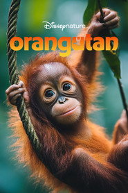 Orangutan
