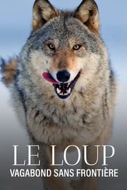 Le Loup, un vagabond sans frontière streaming