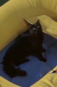 Black Cat (uncredited)