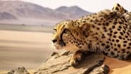 Big Cats: An Amazing Animal Family en streaming
