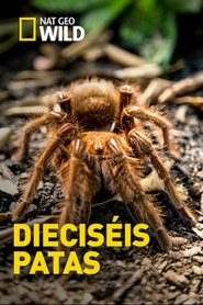 Poster Sixteen Legs 2017