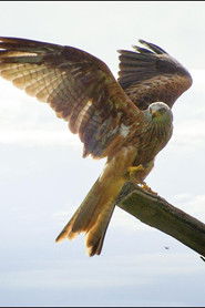 MongoDB.Entities.FuzzyString