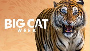 Big Cat Week