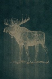 Poster Swamp Donkey, Sweet Sight 2016