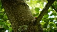 Ladybugs