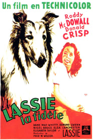 Fidèle Lassie en streaming