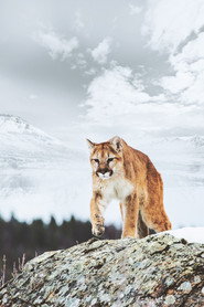 America the Wild постер