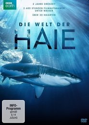 Poster Shark 2015