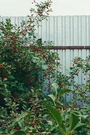 Cherry Sprout (2024)