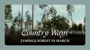 Lyminge Forest in March