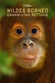 Poster Operation Orangutan