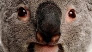 The Koalas 2024 Бесплатан неограничен приступ