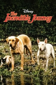 The Incredible Journey постер