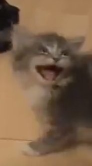Cats Screamin HILARIOUS Stream Deutsch Kostenlos