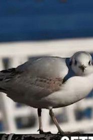 Getting across the Solent, How hard could it be? (2025)