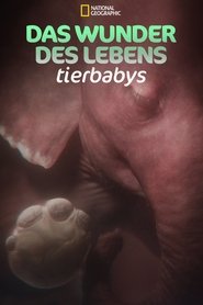 Das Wunder des Lebens: Tierbabys