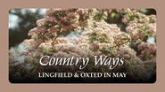 Lingfield & Oxted in May