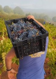 El viticultor y la tierra (1970)