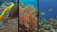 Saving Coral Reefs