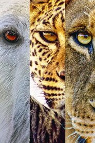 Predators poster
