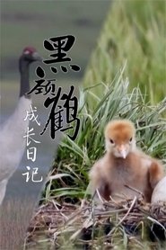 黑颈鹤成长日记