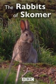 Poster The Rabbits of Skomer