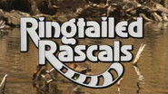 Ringtailed Rascals